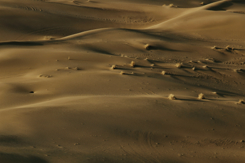 No Point In Living : Desert No Point In Living : Desert